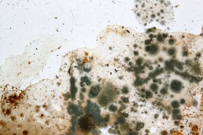 Mold Control